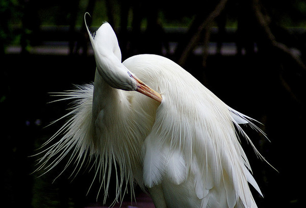 great-egret-photograph-21 (600x408, 58Kb)