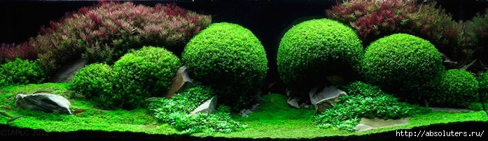 (8) (700x202, 167Kb)