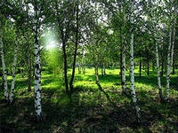 берез4 (200x150, 37Kb)