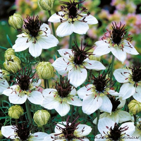 nigella-choc-ice-seeds-love-in-a-mist-average (450x450, 165Kb)