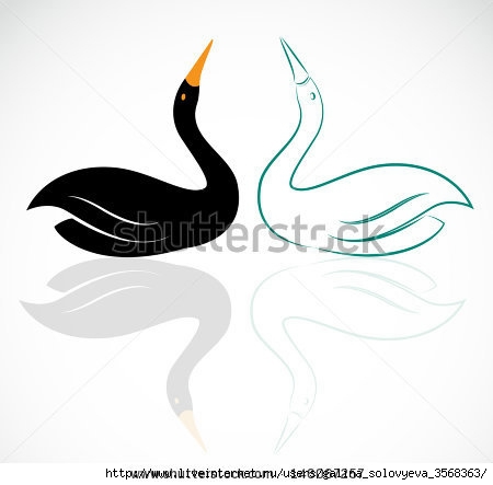 stock-vector-vector-image-of-swans-on-a-white-background-146067257 (450x443, 56Kb)