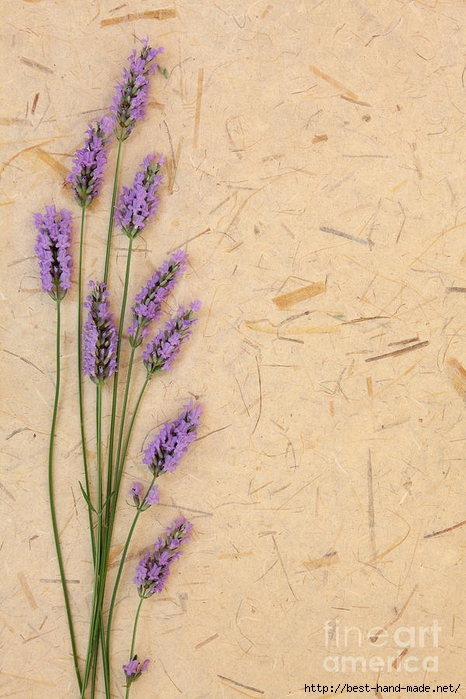 lavender-flower-beauty-marilyn--barbone (466x700, 288Kb)