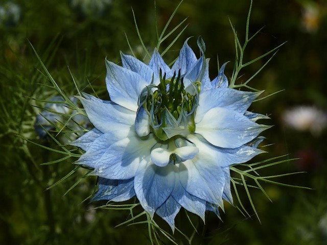 Nigella-Sativa-Flower (640x480, 77Kb)