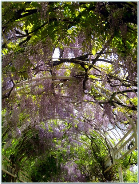 3587765_842370_600 (452x600, 143Kb)