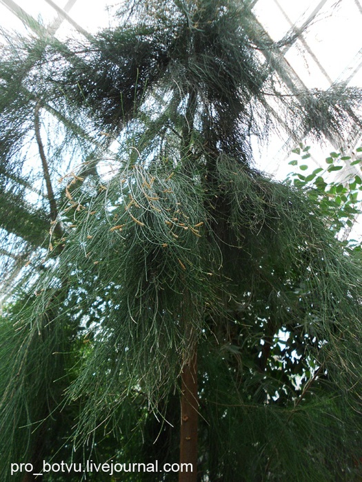 DSCN5278-2 (525x700, 221Kb)