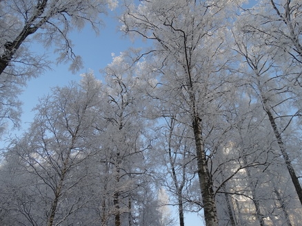 DSC01679_  (438x329, 199Kb)