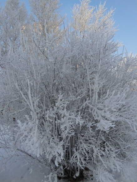 DSC01695_  (438x584, 261Kb)