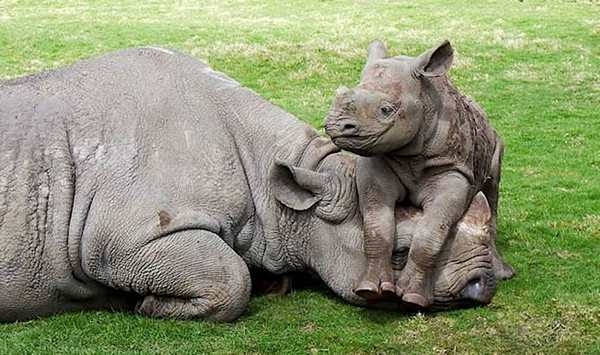 animal-mother-and-child-4 (600x355, 138Kb)