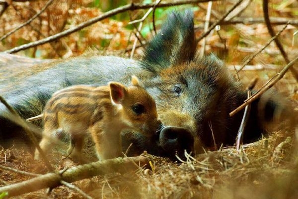 animal-mother-and-child-10 (600x400, 162Kb)