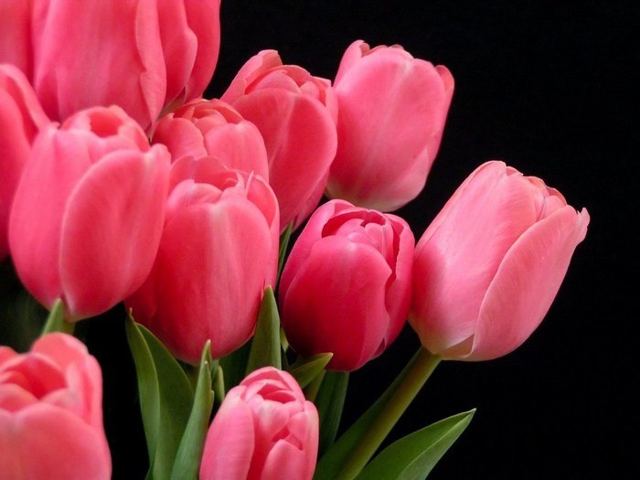 r-tulips-1024 (700x525, 57Kb)
