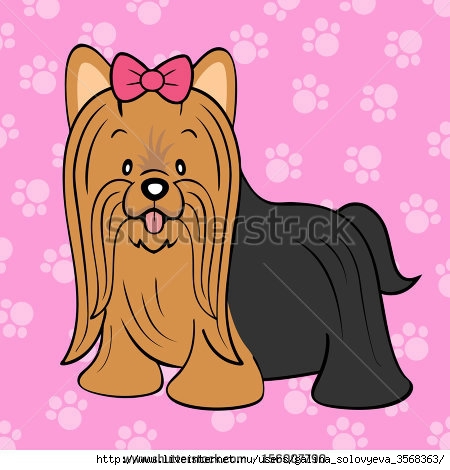 stock-photo-long-coat-yorkshire-terrier-156007790 (450x470, 109Kb)