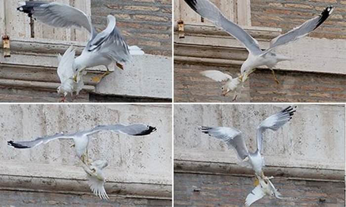 Seagull-attacks-dove-008 (700x420, 78Kb)