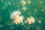  JellyfishLake30 (700x466, 56Kb)