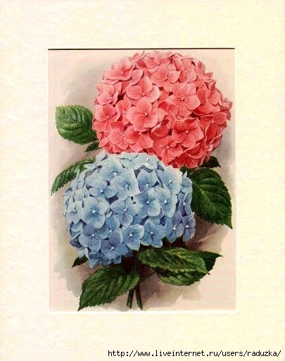 93479033_hydrangea (405x512, 136Kb)