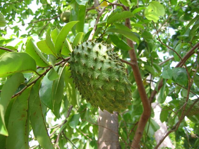 2681762_soursop1 (640x480, 68Kb)