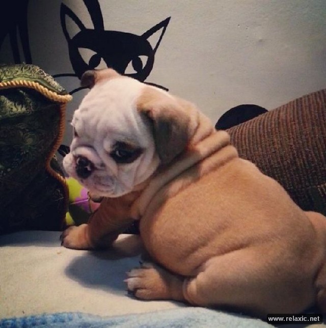 Bulldog-Puppies_00002 (640x644, 78Kb)