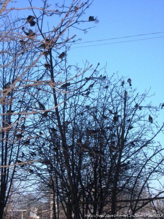 IMG_6504 (525x700, 394Kb)