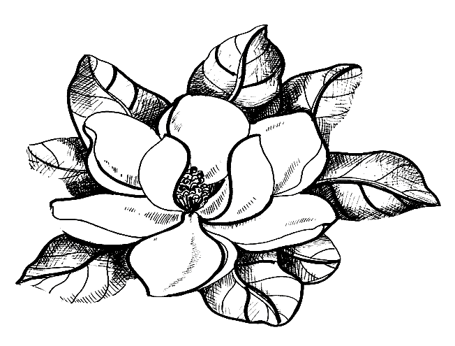 magnolia-(7) (652x495, 19Kb)