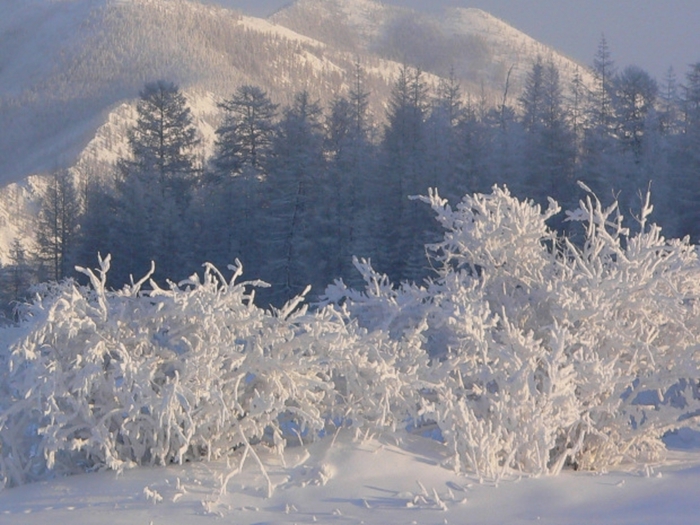 Якутские зимние. Оймякон лес. Фотопейзажи Якутии. Природа Якутии зимой. Якутский зимний пейзаж.