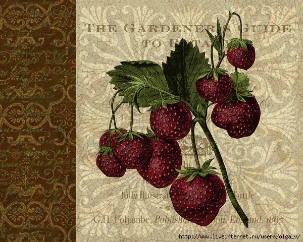 phoca_thumb_l_berry_patch02 (600x480, 272Kb)