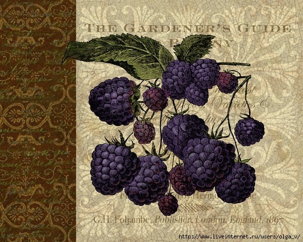 phoca_thumb_l_berry_patch04 (600x480, 280Kb)