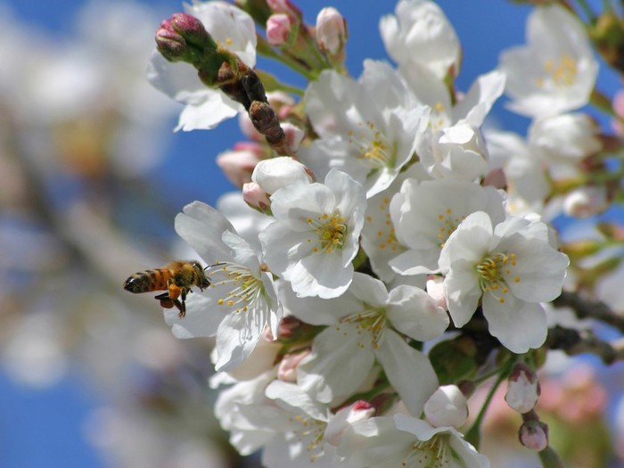 springtime-blossoms-wallpapers_5225_1600x1200 (700x525, 68Kb)