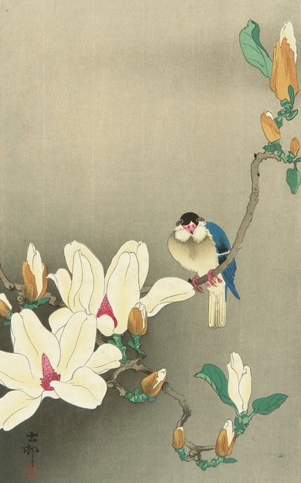 Koson Ohara 1877-1945 - Rice Bird and Magnolia (435x700, 210Kb)
