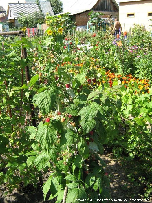 IMG_3043 (525x700, 432Kb)