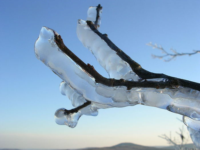 800px-Tree_branch_after_ice_storm (700x525, 39Kb)
