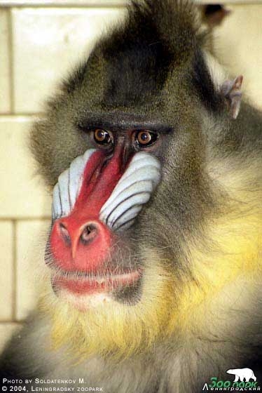 mandrill.jpgМандрилл (374x560, 108Kb)