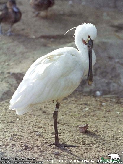 platalea.jpgКолпица (416x555, 174Kb)