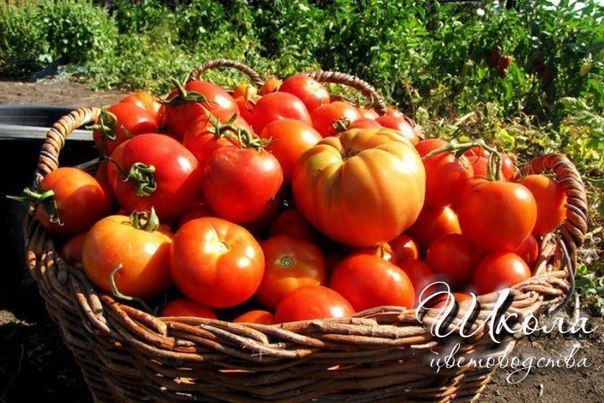 Бальзам для роста томатов — будут расти, как на дрожжах