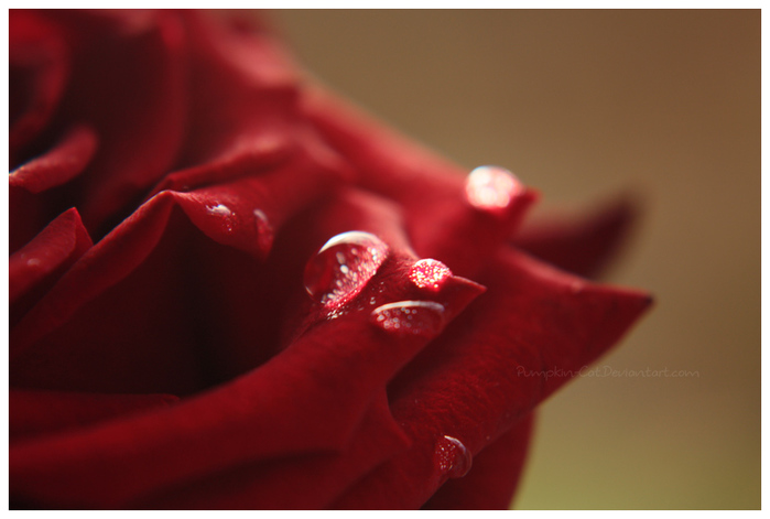 crying_rose_by_pumpkin_cat-d327eo2 (700x471, 105Kb)