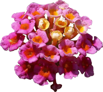pink-flowers-transparent-clipart-0400-10054 (400x355, 76Kb)