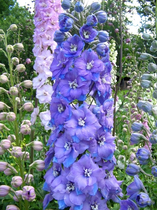 Голубые невысокие многолетние цветы фото и названия