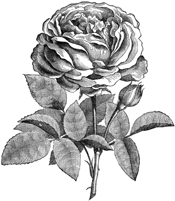 rose_28841_lg (611x700, 197Kb)