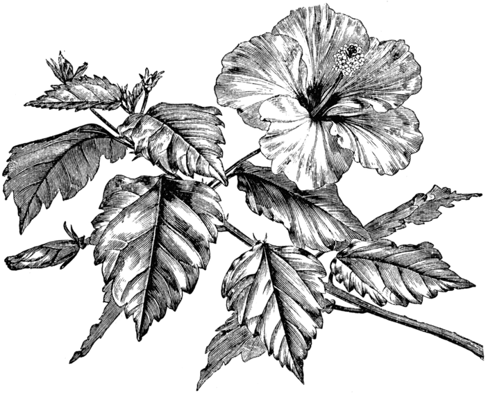 82200_hibiscus_rs_lg (700x566, 172Kb)