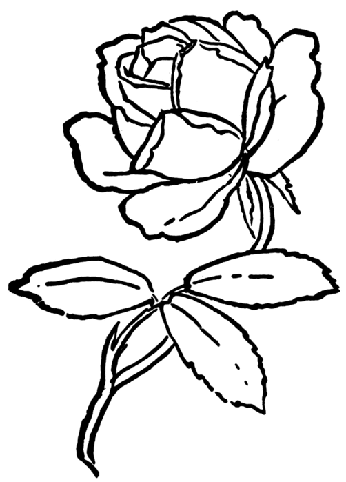 rose_16401_lg (502x700, 39Kb)