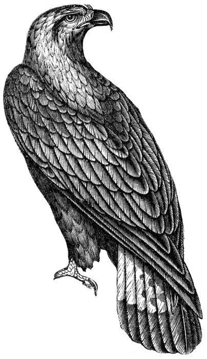 golden-eagle_1_lg (404x700, 131Kb)