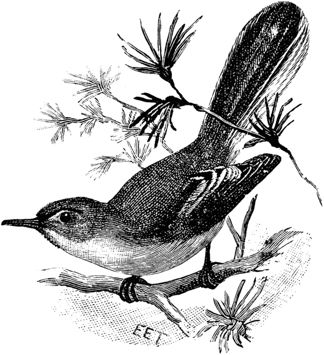 69977_gnatcatcher_lg (638x700, 156Kb)