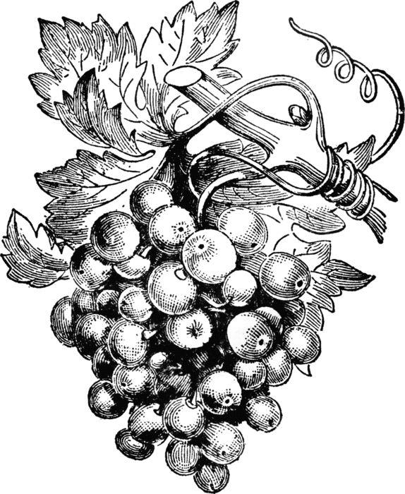 vitis_15286_lg (574x700, 166Kb)