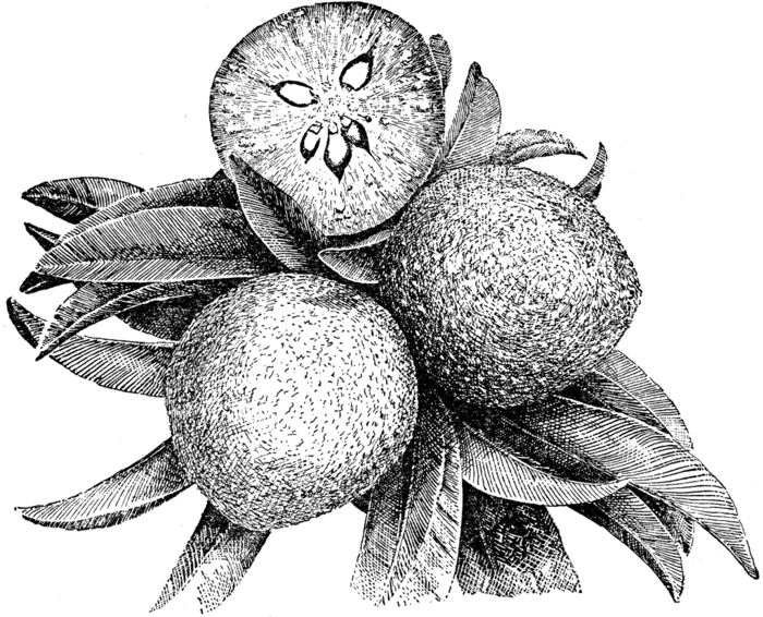 78443_sapodilla_lg (700x566, 200Kb)