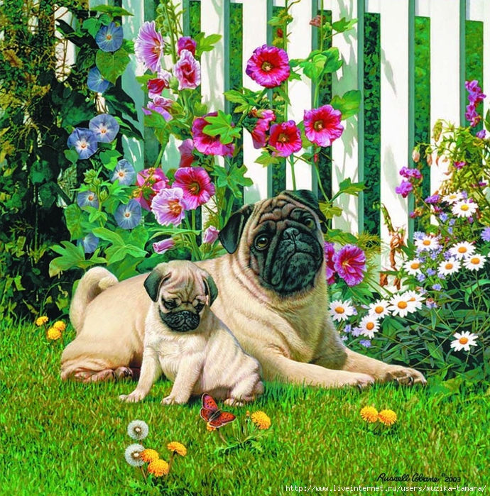 giclee-pug (690x700, 555Kb)