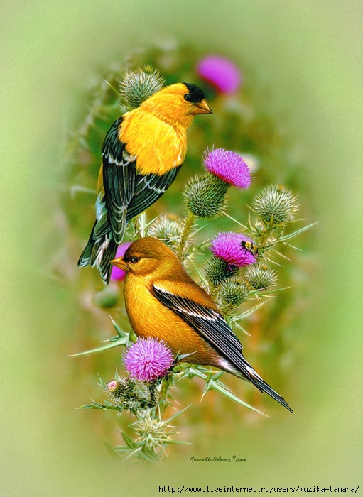 GOLDFINCH AND THISTLE 12X16 (511x700, 309Kb)