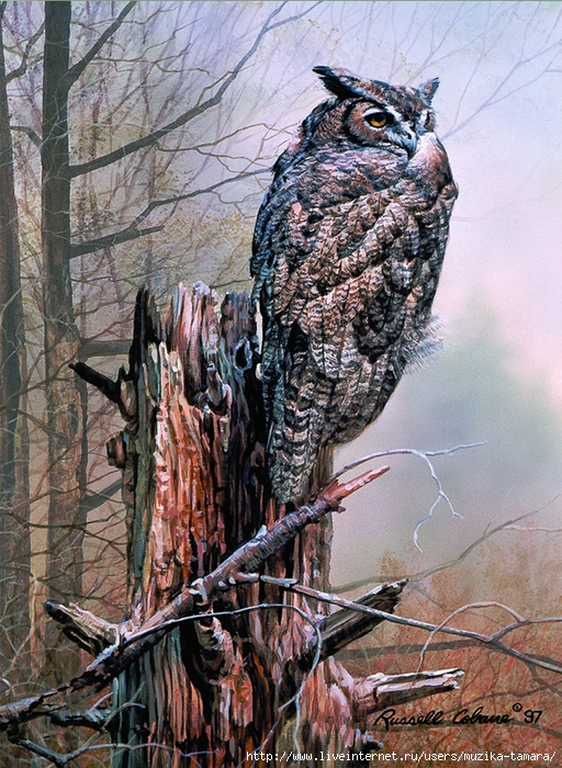 GREAT HORNED OWL 8X11 (512x700, 406Kb)