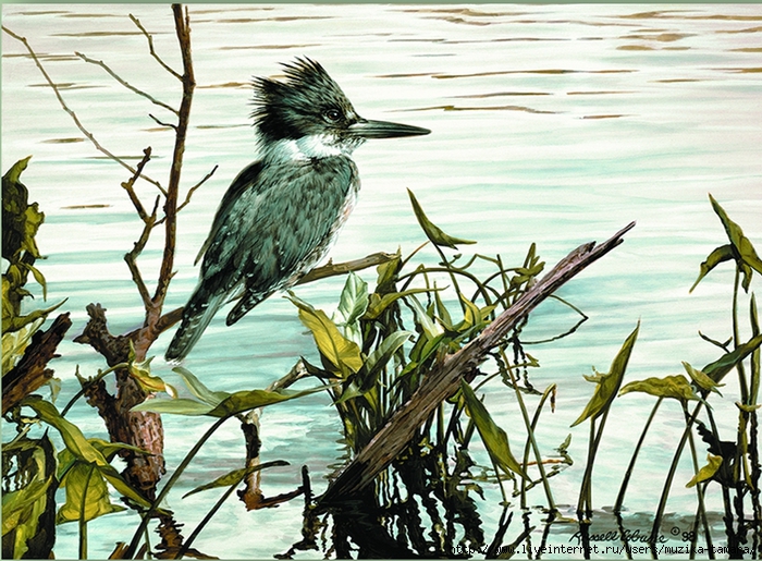 KINGFISHER AT DAWN 11X14 (700x515, 384Kb)