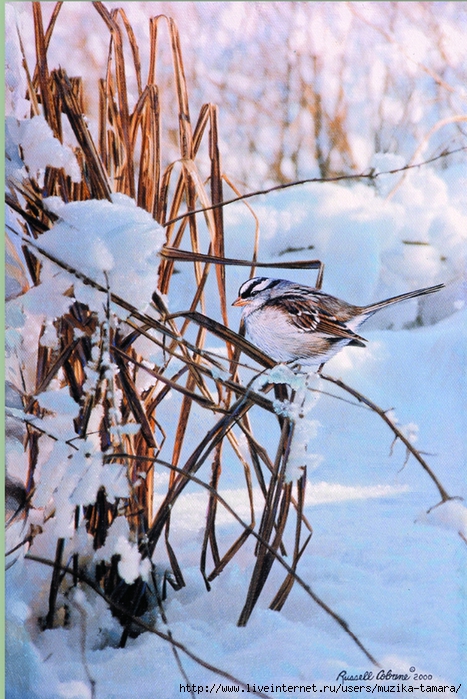 WHITE CROWNED SPARROW 8X12 (467x700, 337Kb)