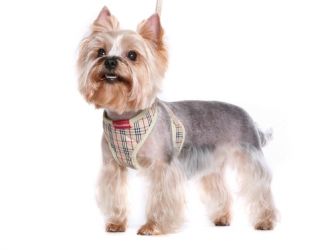 Некоторые особенности пошива одежды для собак