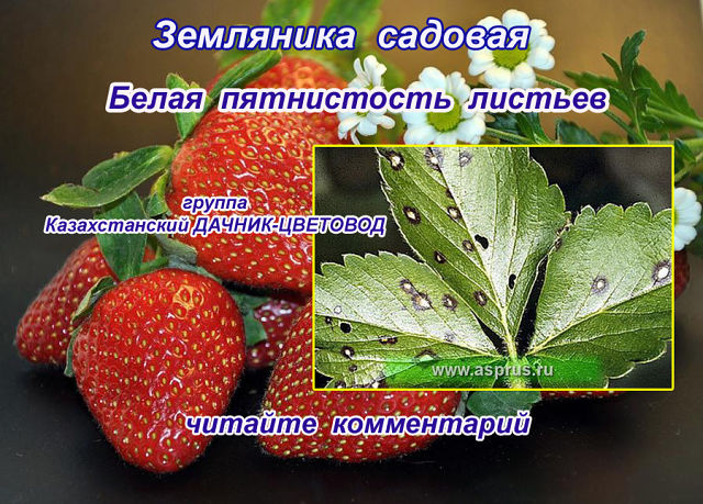 getImageCAXZ8IFX (640x459, 109Kb)