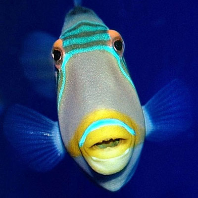Рыба Пикассо Фото